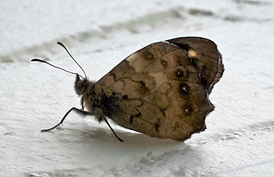 Zandoogje of Hooibeestje ??